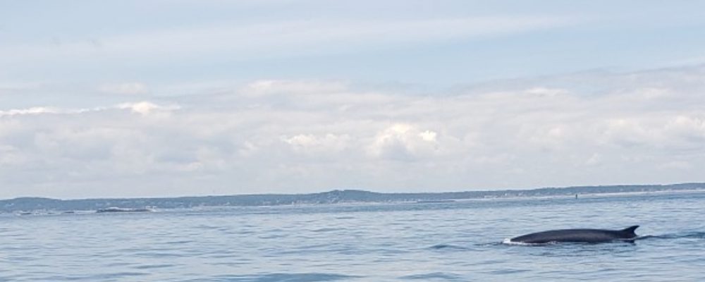fin whale
