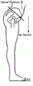 Hip 2